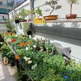 PLAASlik - Bonsai Plants - Xplorio™ Gansbaai