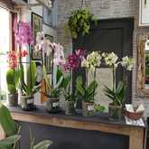 PLAASlik - Orchids in Gansbaai - Xplorio™ Gansbaai