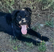 Meet Alfa: The One Year Old Black Collie Up For Adoption