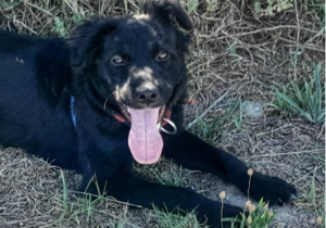 Meet Alfa: The One Year Old Black Collie Up For Adoption