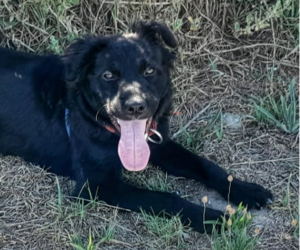 Meet Alfa: The One Year Old Black Collie Up For Adoption