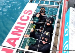 Daily Blog: 04 January 2024 | Shark Cage Diving in South Africa