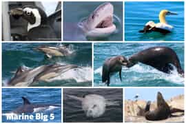 Next Dyer Island Marine Big 5 Tour: 9 January 2024