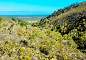R15,000,000 | 239Ha Farm For Sale in Gansbaai Rural