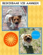 Meet Flexie: Your Future Furry Friend Awaits Adoption!