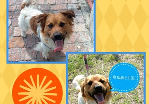 Meet Flexie: Your Future Furry Friend Awaits Adoption!