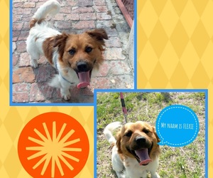 Meet Flexie: Your Future Furry Friend Awaits Adoption!