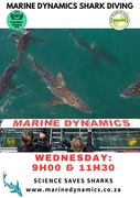 Next Marine Dynamics Shark Cage Diving Trip: 10 January 2024