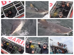 Daily Blog: 10 January 2024 | Shark Cage Diving in South Africa