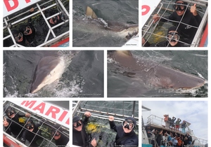Daily Blog: 10 January 2024 | Shark Cage Diving in South Africa