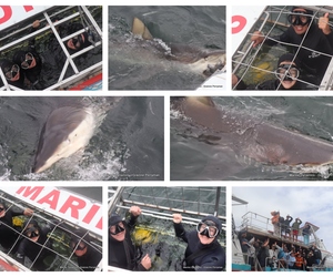 Daily Blog: 10 January 2024 | Shark Cage Diving in South Africa