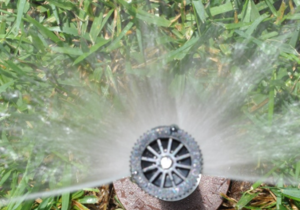 Effortless Watering Solutions: Ditch the Watering Can!