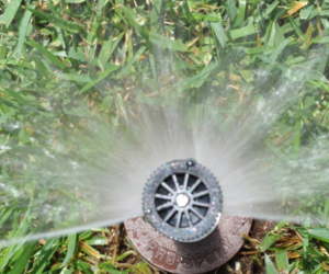 Effortless Watering Solutions: Ditch the Watering Can!