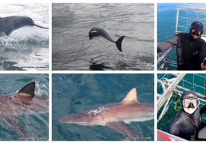 Daily Blog: 16 January 2024 | Shark Cage Diving in South Africa
