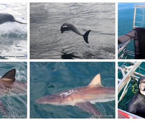 Daily Blog: 16 January 2024 | Shark Cage Diving in South Africa