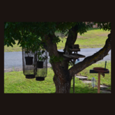 Birds aplenty - Rest and Sea Self-catering - Xplorio™ Gansbaai