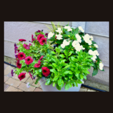 Spring is in the air - Rest and Sea Self-catering - Xplorio™ Gansbaai