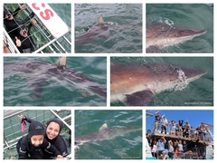 Daily Blog: 28 January 2024 | Shark Cage Diving in South Africa