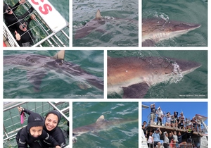 Daily Blog: 28 January 2024 | Shark Cage Diving in South Africa