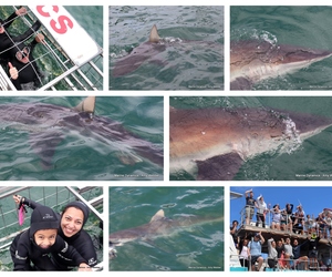 Daily Blog: 28 January 2024 | Shark Cage Diving in South Africa