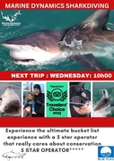 Next Marine Dynamics Shark Cage Diving Trip: 31 January 2024