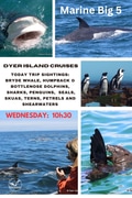 Next Dyer Island Marine Big 5 Tour: 31 January 2024