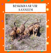 Adopt a Bundle of Joy from BARC Animal Welfare!