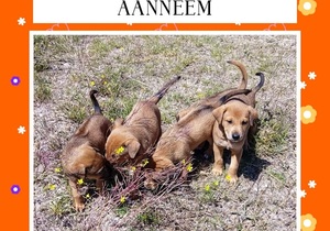 Adopt a Bundle of Joy from BARC Animal Welfare!