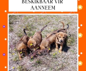 Adopt a Bundle of Joy from BARC Animal Welfare!