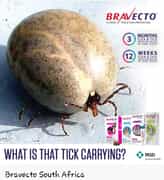 Tick-Borne Diseases