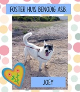 Help Joey Find Love: Foster or Retirement Home Needed!