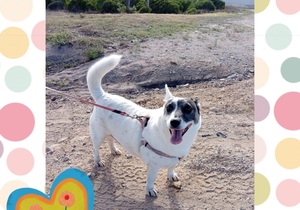 Help Joey Find Love: Foster or Retirement Home Needed!