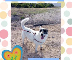 Help Joey Find Love: Foster or Retirement Home Needed!