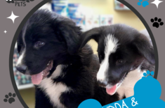 Koda_Grace_1707394730