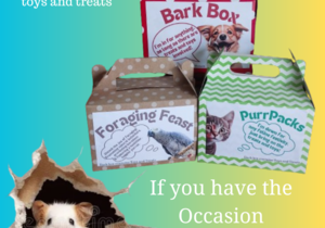 Unwrap Joy for Every Pet!