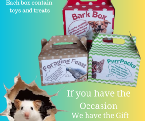 Unwrap Joy for Every Pet!