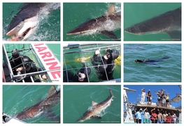 Daily Blog: 08 February 2024 | Shark Cage Diving in South Africa