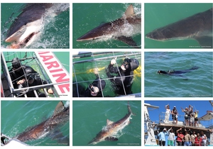 Daily Blog: 08 February 2024 | Shark Cage Diving in South Africa