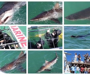 Daily Blog: 08 February 2024 | Shark Cage Diving in South Africa