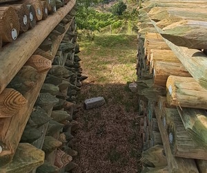 Pencil Sharpened Pine Poles