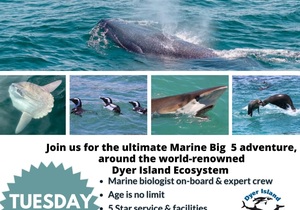 Next Dyer Island Marine Big 5 Tour: 13 February 2024
