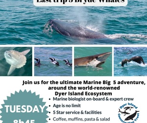 Next Dyer Island Marine Big 5 Tour: 13 February 2024