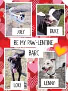 BARC Animal Welfare: Adopt or Foster Today!