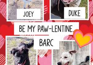 BARC Animal Welfare: Adopt or Foster Today!