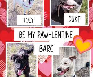 BARC Animal Welfare: Adopt or Foster Today!