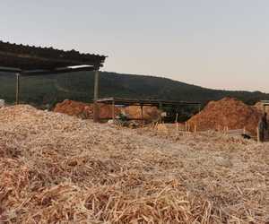 Fynbos Pole Depot's Organic Pine Mulch Products!