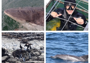 Daily Blog: 14 February 2024 | Shark Cage Diving in South Africa