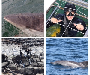 Daily Blog: 14 February 2024 | Shark Cage Diving in South Africa