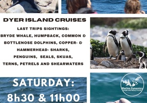 Next Dyer Island Marine Big 5 Tour: 17 February 2024