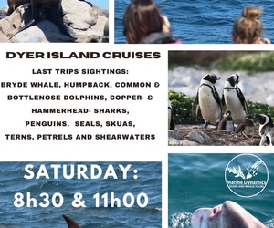 Next Dyer Island Marine Big 5 Tour: 17 February 2024